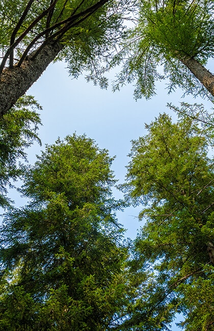 Forêt